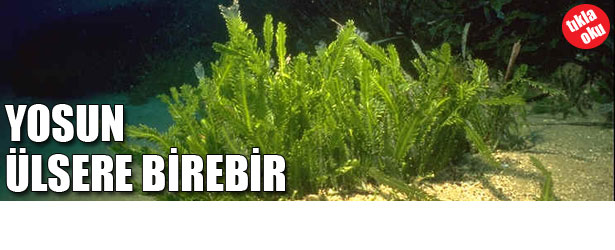 Yosun ülsere birebir