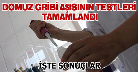 Domuz gribi aşılarının ön testi tamamlandı