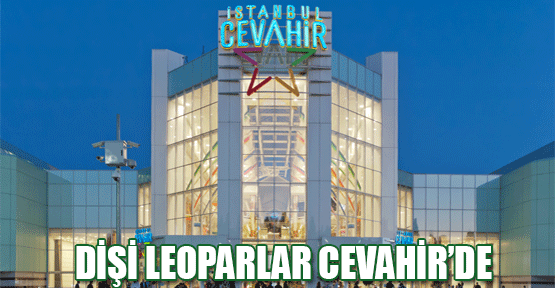 “Dişi Leopar“lar Cevahir Alışveriş Merkezi'nde