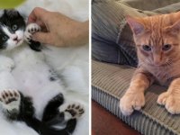 Petsbook İle Scottish Fold Sahiplenin