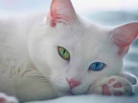Kediler İçin En İyi İsimleri Petsbook'ta