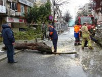 Mecidiyeköy'de fırtına ağacı devirdi