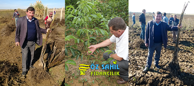 Aşılı Ceviz Fidanı Nasıl Üretilir?