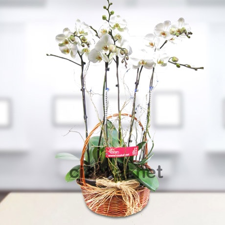 Kız İsteme Çiçeksiz Olmaz