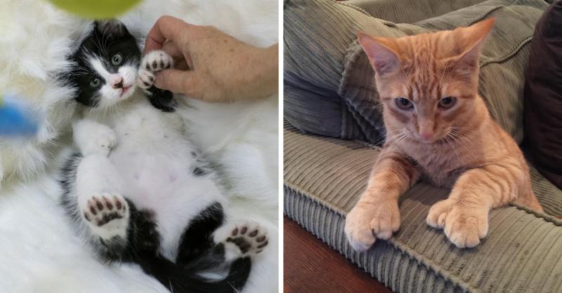 Petsbook İle Scottish Fold Sahiplenin