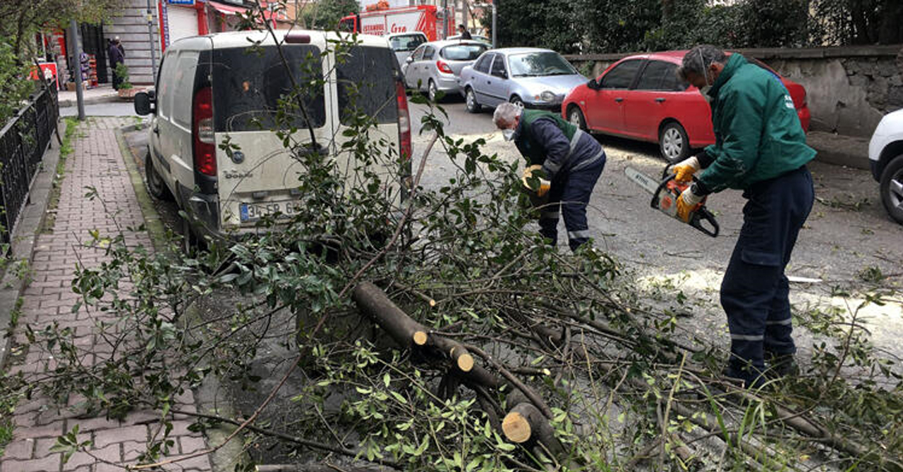 Şişli'deki fırtına yine bir ağacı devirdi