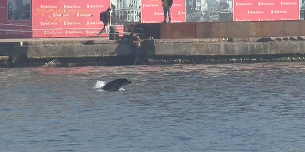 Koronavirüs günlerinde yunuslar görünmeye başladı