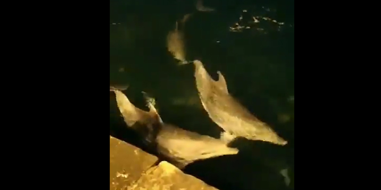 Ortaköy sahilinde yunuslar şov yaptı! İşte o görüntüler