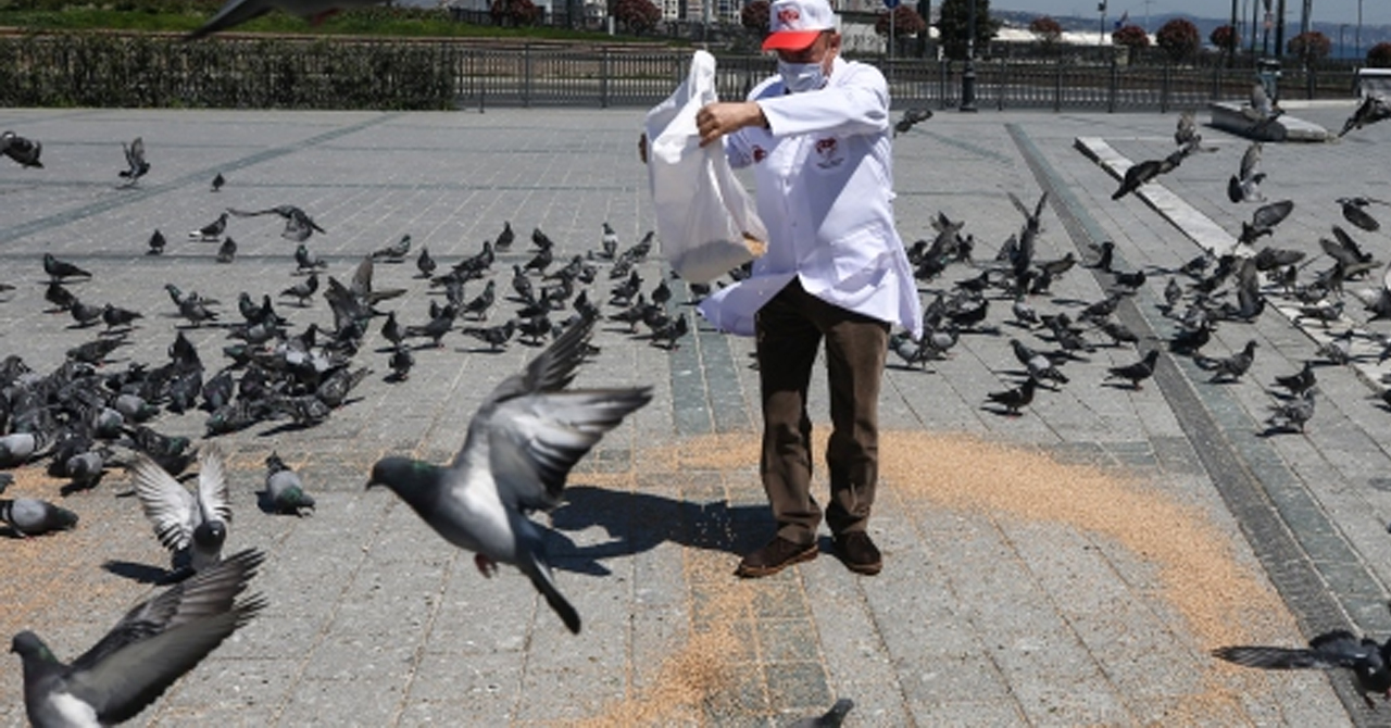 Türkiye Güvercin Federasyonu güvercinlere sahip çıktı