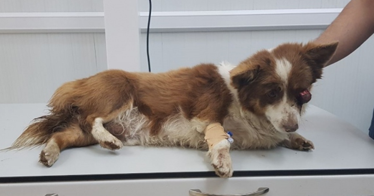 Silivri’de, ağır yaralı Terrier cinsi bir köpek bulundu!