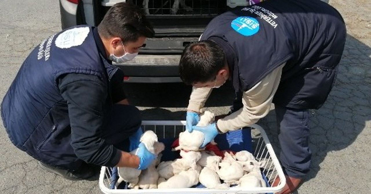 Şişli’de, evsizlerin baktığı köpeğin 10 yavrusu oldu!