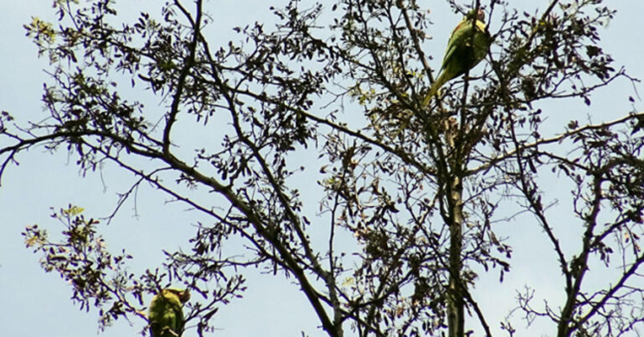 Avcılar’da ağaçlar papağanla doldu!