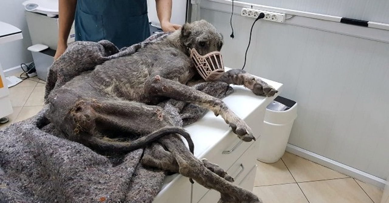 Silivri'de, açlıktan ölmek üzereyken bir kangal bulundu!