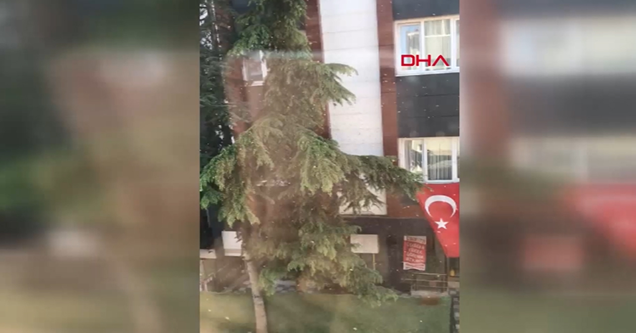 Üsküdar'da arı paniği!