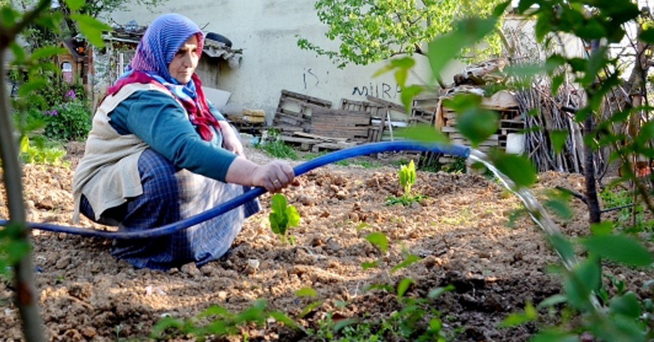 Memleketteki tarlasını İstanbul'daki evinin bahçesine taşıdı