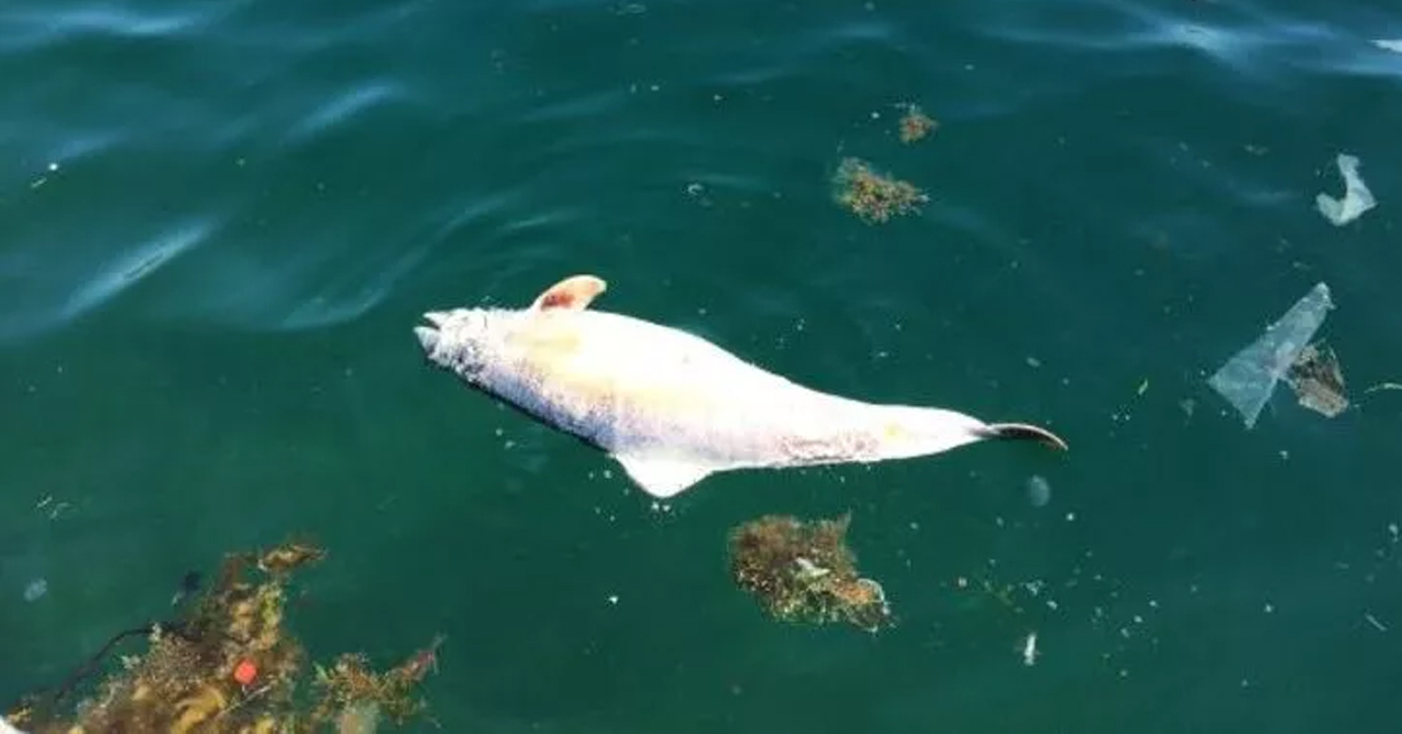 İstanbul'da sahile ölü yunus vurdu