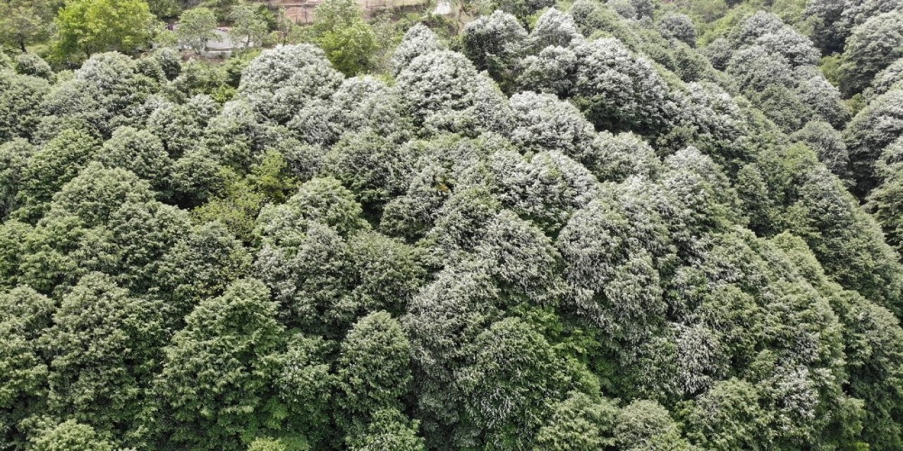 Burası, İstanbul Bahçeköy ormanları