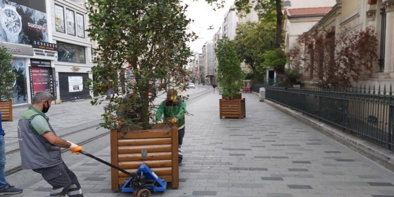Beyoğlu İstiklal Caddesi, manolya ağaçlarıyla yaşillendiriliyor