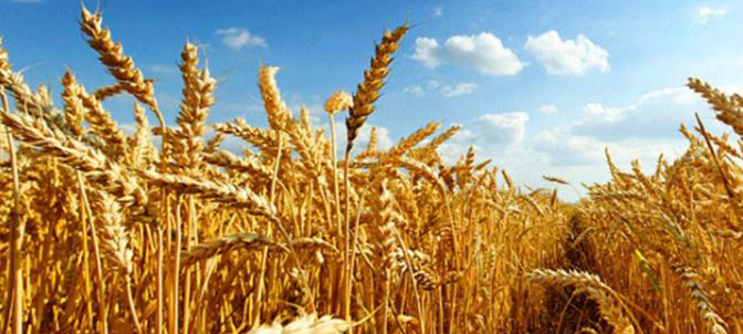 İstanbul, hiçbir tarım ürününde ihtiyacını karşılayacak kadar üretim yapamıyor