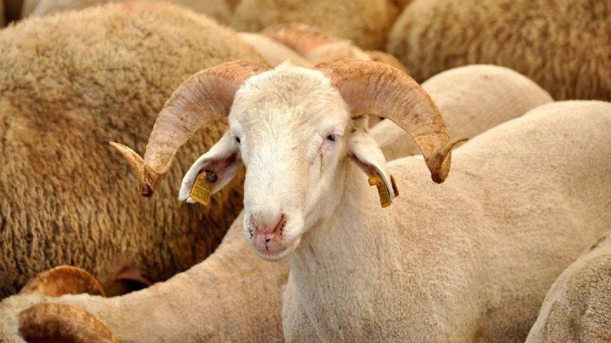 Kurban Bayramı ne zaman, ayın kaçında? Kurban Bayramı kaç gün sürüyor?