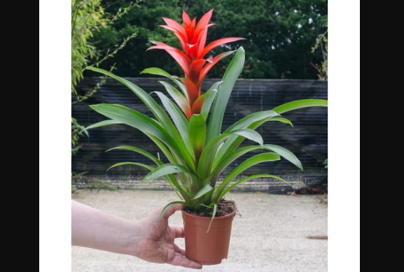 Guzmania Çiçeği ve Feng Shui: Evinizde Nereye Koymalısınız?