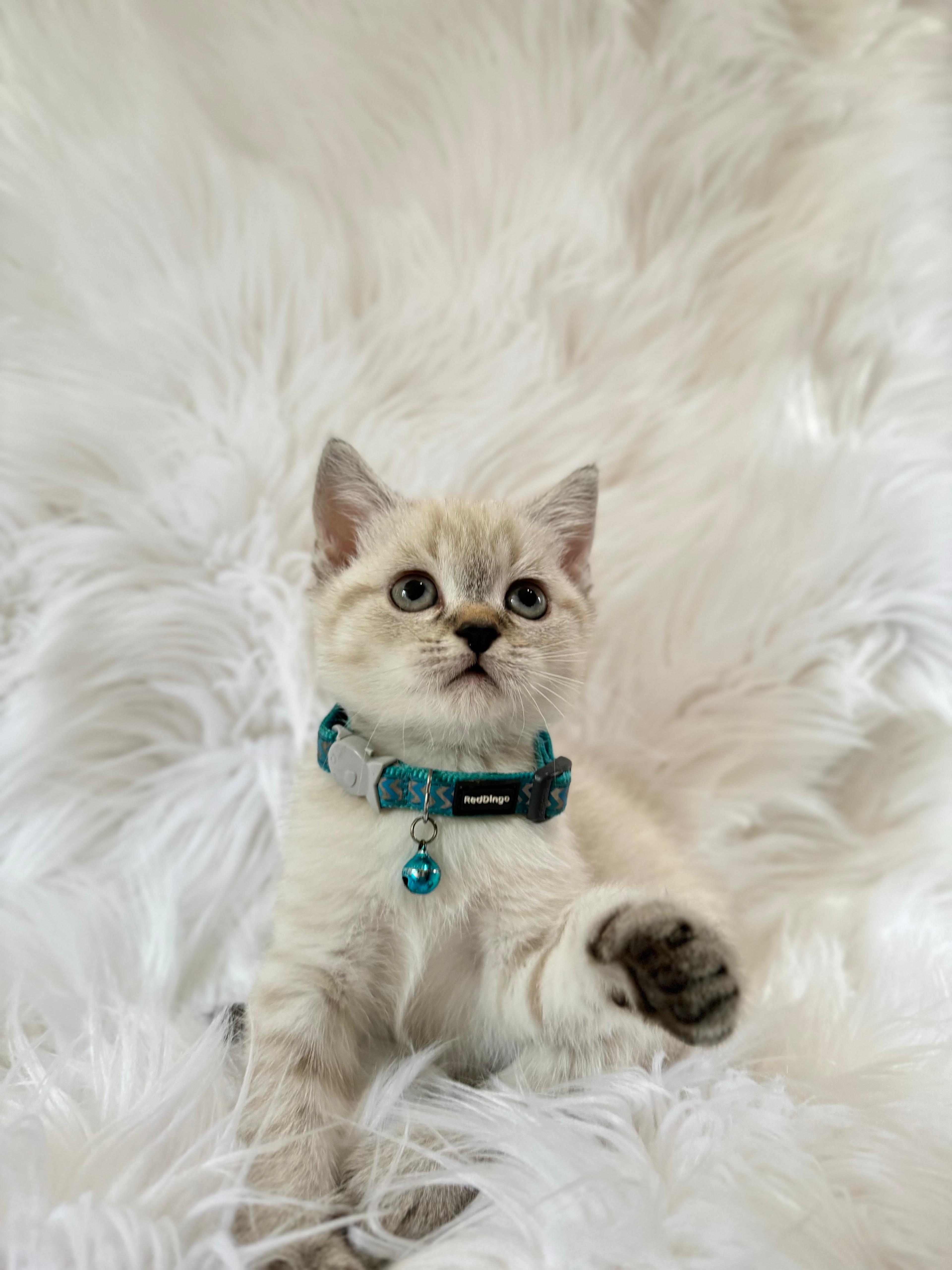 Sevimli ve Dengeli Bir Irk, British Shorthair