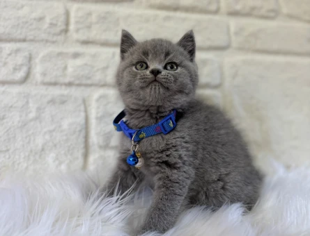 Yavru Kedi Sahiplenme Rehberi