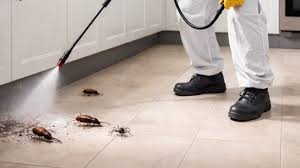 Şişli’de Hamam Böceği İstilası: Uzmanlar Eski Binalar İçin Uyarıyor!