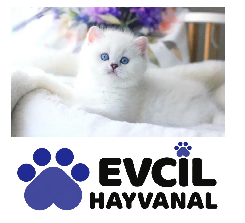 Evde Beslenmeye En Uygun Kedi Cinsleri Nelerdir?