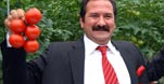 Bu domatesler toprak olmadan yetişiyor