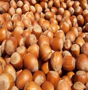 600 bin ton fındık böyle tüketilecek