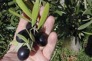 Zeytinin bilinmeyen faydaları!