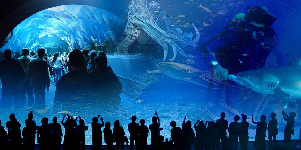 Dev akvaryumu Turkuazoo 25 Ekim'de açılıyor