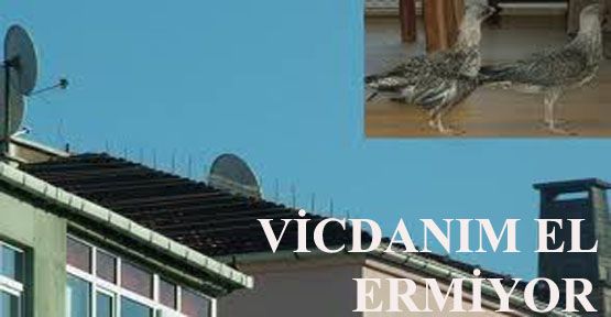 VİCDANIM EL VERMİYOR