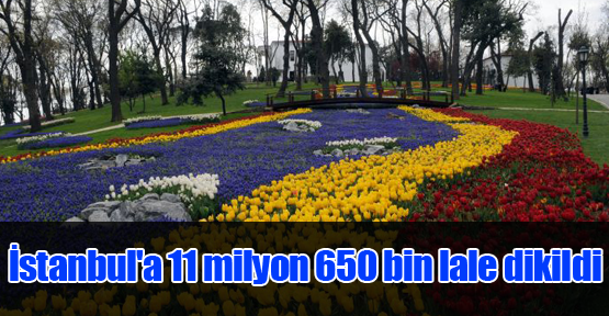 İstanbul'a 11 milyon 650 bin lale dikildi