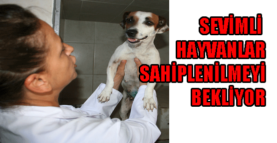 SEVİMLİ HAYVANLAR SAHİPLENİLMEYİ BEKLİYOR