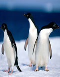 Uçan penguenler görüntülendi
